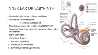Endolymph Labyrinth human ear parts along with details anatomy | PPTX