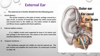 External Ear
The external ear is further divided into the following parts-
I Auricle (pinna) :-
The auricle comprises a thin plate of elastic cartilage covered by a
layer of skin. It consists of funnel-like curves that collect sound waves
and transmit them to the middle ear. The lobule consists of adipose
and fibrous tissues supplied with blood capillaries.
II External auditory meatus:-
It is a slightly curved canal supported by bone in its interior part
and cartilage in the exterior part. The meatus or the canal is lined with
stratified epithelium and wax glands.
III Tympanic membrane :-
This membrane separates the middle ear and the external ear. This
part receives and amplifies the sound waves. It’s central part is known
as umbo. Its
 