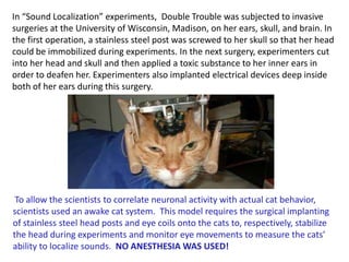 In “Sound Localization” experiments, Double Trouble was subjected to invasive
surgeries at the University of Wisconsin, Madison, on her ears, skull, and brain. In
the first operation, a stainless steel post was screwed to her skull so that her head
could be immobilized during experiments. In the next surgery, experimenters cut
into her head and skull and then applied a toxic substance to her inner ears in
order to deafen her. Experimenters also implanted electrical devices deep inside
both of her ears during this surgery.
To allow the scientists to correlate neuronal activity with actual cat behavior,
scientists used an awake cat system. This model requires the surgical implanting
of stainless steel head posts and eye coils onto the cats to, respectively, stabilize
the head during experiments and monitor eye movements to measure the cats’
ability to localize sounds. NO ANESTHESIA WAS USED!
 