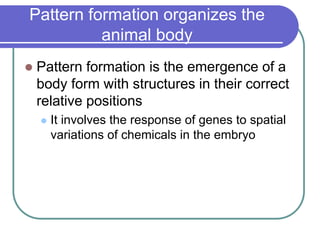 Pattern Completion In Humans human embrionical development-1.ppt