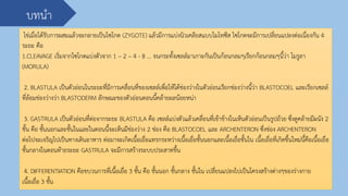 ไข่เมื่อได้รับการผสมแล้วจะกลายเป็นไซโกต (ZYGOTE) แล้วมีการแบ่งนิวเคลียสแบบไมโทซีส ไซโกตจะมีการเปลี่ยนแปลงต่อเนื่องกัน 4
ระยะ คือ
1.CLEAVAGE เริ่มจากไซโกตแบ่งตัวจาก 1 – 2 – 4 - 8 ... จนกระทั้งเซลล์มาเกาะกันเป็นก้อนกลมๆเรียกก้อนกลมๆนี้ว่า โมรูลา
(MORULA)
2. BLASTULA เป็นตัวอ่อนในระยะที่มีการเคลื่อนที่ของเซลล์เพื่อให้ได้ช่องว่างในตัวอ่อนเรียกช่องว่างนี้ว่า BLASTOCOEL และเรียกเซลล์
ที่ล้อมช่องว่างว่า BLASTODERM ลักษณะของตัวอ่อนตอนนี้คล้ายผลน้อยหน่า
3. GASTRULA เป็นตัวอ่อนที่ต่อจากระยะ BLASTULA คือ เซลล์แบ่งตัวแล้วเคลื่อนที่เข้าข้างในเห็นตัวอ่อนเป็นรูปถ้วย ซึ่งดูคล้ายมีผนัง 2
ชั้น คือ ชั้นนอกและชั้นในและในตอนนี้จะเห็นมีช่องว่าง 2 ช่อง คือ BLASTOCOEL และ ARCHENTERON ซึ่งช่อง ARCHENTERON
ต่อไปจะเจริญไปเป็นทางเดินอาหาร ต่อมาจะเกิดเนื้อเยื่อแทรกระหว่างเนื้อเยื่อชั้นนอกและเนื้อเยื่อชั้นใน เนื้อเยื่อที่เกิดขึ้นใหม่นี้คือเนื้อเยื่อ
ชั้นกลางในตอนท้ายระยะ GASTRULA จะมีการสร้างระบบประสาทขึ้น
4. DIFFERENTIATION คือขบวนการที่เนื้อเยื่อ 3 ชั้น คือ ชั้นนอก ชั้นกลาง ชั้นใน เปลี่ยนแปลงไปเป็นโครงสร้างต่างๆของร่างกาย
เนื้อเยื่อ 3 ชั้น
บทนา
 