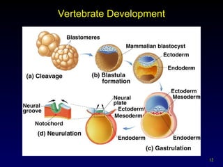 Vertebra Development Human embryo Development includes various stages | PPT