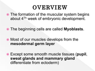 Development of the Muscular System (Human Embryology, Zoo 404) | PPTX