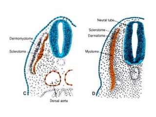 Development of the Muscular System (Human Embryology, Zoo 404) | PPTX