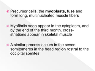 Development of the Muscular System (Human Embryology, Zoo 404) | PPTX
