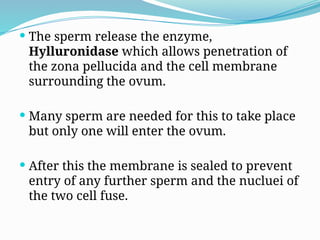  The sperm release the enzyme,
Hylluronidase which allows penetration of
the zona pellucida and the cell membrane
surrounding the ovum.
 Many sperm are needed for this to take place
but only one will enter the ovum.
 After this the membrane is sealed to prevent
entry of any further sperm and the nucluei of
the two cell fuse.
 