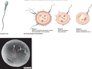. Fertilization
 