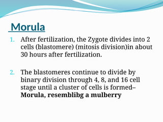 Morula
1. After fertilization, the Zygote divides into 2
cells (blastomere) (mitosis division)in about
30 hours after fertilization.
2. The blastomeres continue to divide by
binary division through 4, 8, and 16 cell
stage until a cluster of cells is formed–
Morula, resemblibg a mulberry
 