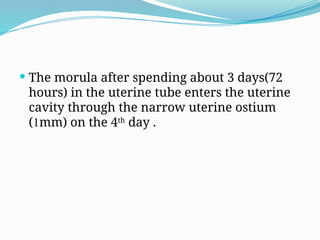  The morula after spending about 3 days(72
hours) in the uterine tube enters the uterine
cavity through the narrow uterine ostium
(1mm) on the 4th
day .
 