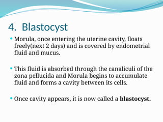 4. Blastocyst
 Morula, once entering the uterine cavity, floats
freely(next 2 days) and is covered by endometrial
fluid and mucus.
 This fluid is absorbed through the canaliculi of the
zona pellucida and Morula begins to accumulate
fluid and forms a cavity between its cells.
 Once cavity appears, it is now called a blastocyst.
 