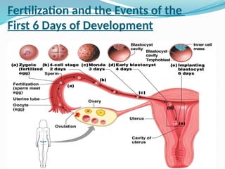 Fertilization and the Events of the
First 6 Days of Development
 