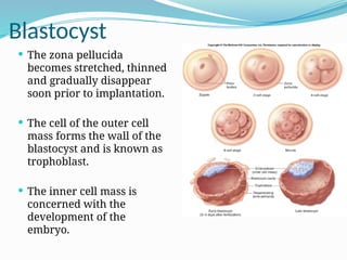Blastocyst
 The zona pellucida
becomes stretched, thinned
and gradually disappear
soon prior to implantation.
 The cell of the outer cell
mass forms the wall of the
blastocyst and is known as
trophoblast.
 The inner cell mass is
concerned with the
development of the
embryo.
 