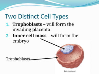 Two Distinct Cell Types
1. Trophoblasts – will form the
invading placenta
2. Inner cell mass – will form the
embryo
Trophoblasts
 