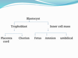 Blastocyst
Trophoblast Inner cell mass
Placenta Chorion Fetus Amnion umbilical
cord
 