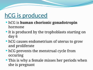 hCG is produced
 hCG is human chorionic gonadotropin
hormone
 It is produced by the trophoblasts starting on
day 6
 hCG causes endometrium of uterus to grow
and proliferate
 hCG prevents the menstrual cycle from
occuring
 This is why a female misses her periods when
she is pregnant
 
