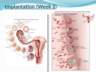 Implantation (Week 2)
 