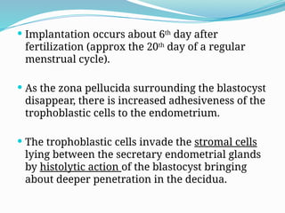  Implantation occurs about 6th
day after
fertilization (approx the 20th
day of a regular
menstrual cycle).
 As the zona pellucida surrounding the blastocyst
disappear, there is increased adhesiveness of the
trophoblastic cells to the endometrium.
 The trophoblastic cells invade the stromal cells
lying between the secretary endometrial glands
by histolytic action of the blastocyst bringing
about deeper penetration in the decidua.
 