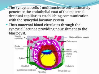  The syncytial cells ( multinucleate cell) ultimately
penetrate the endothelial coat of the maternal
decidual capillaries establishing communication
with the syncytial lacunar system
 Thus maternal blood circulates through the
syncytial lacunae providing nourishment to the
blastocyst.
Maternal blood vassels
 