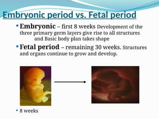 Embryonic period vs. Fetal period
 Embryonic – first 8 weeks Development of the
three primary germ layers give rise to all structures
and Basic body plan takes shape
 Fetal period – remaining 30 weeks. Structures
and organs continue to grow and develop.
 8 weeks
 