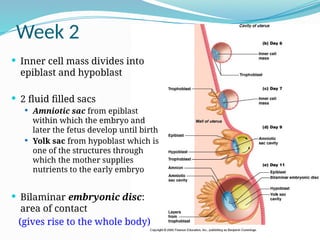 Week 2
 Inner cell mass divides into
epiblast and hypoblast
 2 fluid filled sacs
 Amniotic sac from epiblast
within which the embryo and
later the fetus develop until birth
 Yolk sac from hypoblast which is
one of the structures through
which the mother supplies
nutrients to the early embryo
 Bilaminar embryonic disc:
area of contact
(gives rise to the whole body)
 