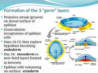 Formation of the 3 “germ” layers
 Primitive streak (groove)
on dorsal surface of
epiblast
 Grastrulation:
invagination of epiblast
cells
 Days 14-15: they replace
hypoblast becoming
endoderm
 Day 16: mesoderm (a
new third layer) formed
in between
 Epiblast cells remaining
on surface: ectoderm
 