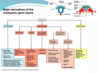 Major derivatives of the
embryonic germ layers
 