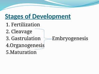 Stages of Development
1. Fertilization
2. Cleavage
3. Gastrulation Embryogenesis
4.Organogenesis
5.Maturation
 