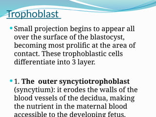 Trophoblast
 Small projection begins to appear all
over the surface of the blastocyst,
becoming most prolific at the area of
contact. These trophoblastic cells
differentiate into 3 layer.
 1. The outer syncytiotrophoblast
(syncytium): it erodes the walls of the
blood vessels of the decidua, making
the nutrient in the maternal blood
 