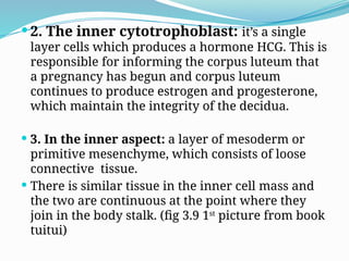  2. The inner cytotrophoblast: it’s a single
layer cells which produces a hormone HCG. This is
responsible for informing the corpus luteum that
a pregnancy has begun and corpus luteum
continues to produce estrogen and progesterone,
which maintain the integrity of the decidua.
 3. In the inner aspect: a layer of mesoderm or
primitive mesenchyme, which consists of loose
connective tissue.
 There is similar tissue in the inner cell mass and
the two are continuous at the point where they
join in the body stalk. (fig 3.9 1st
picture from book
tuitui)
 