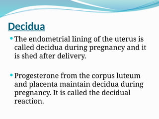 Decidua
 The endometrial lining of the uterus is
called decidua during pregnancy and it
is shed after delivery.
 Progesterone from the corpus luteum
and placenta maintain decidua during
pregnancy. It is called the decidual
reaction.
 