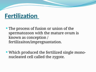 Fertilization
 The process of fusion or union of the
spermatozoon with the mature ovum is
known as conception /
fertilizaiton/impregnantation.
 Which produced the fertilized single mono-
nucleated cell called the zygote.
 