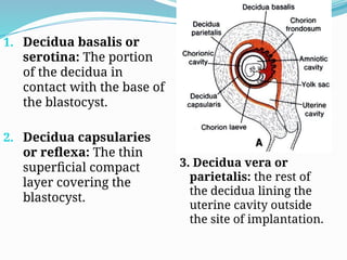 1. Decidua basalis or
serotina: The portion
of the decidua in
contact with the base of
the blastocyst.
2. Decidua capsularies
or reflexa: The thin
superficial compact
layer covering the
blastocyst.
3. Decidua vera or
parietalis: the rest of
the decidua lining the
uterine cavity outside
the site of implantation.
 