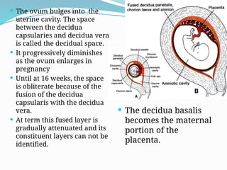  The ovum bulges into the
uterine cavity. The space
between the decidua
capsularies and decidua vera
is called the decidual space.
 It progressively diminishes
as the ovum enlarges in
pregnancy
 Until at 16 weeks, the space
is obliterate because of the
fusion of the decidua
capsularis with the decidua
vera.
 At term this fused layer is
gradually attenuated and its
constituent layers can not be
identified.
 The decidua basalis
becomes the maternal
portion of the
placenta.
 