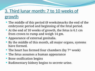 3. Third lunar month: 7 to 10 weeks of
growth
 The middle of this period (8 weeks)marks the end of the
embryonic period and beginning of the fetal period.
 At the end of 10 weeks of growth, the fetus is 6.1 cm
from crown to rump and weigh 14 gm.
 Appearance of external genitalia.
 By the middle of this month, all major organs, systems
have formed.
 The heart has formed four chambers (by 7th
week)
 The fetus assumes a human appearance
 Bone ossification begins
 Rudimentary kidney begins to secrete urine.
 