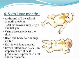 6. Sixth lunar month: 19-22 weeks old fetus
 At the end of 22 weeks of
growth, the fetus
is 21 cm crown rump length
and 630 gm.
 Vernix caseosa covers the
skin.
 Head and body hair (lanugo)
visible.
 Skin is wrinkled and red.
 Brown fat(adipose tissue), an
important site of heat
production, is present in neck
and sternal area.
 