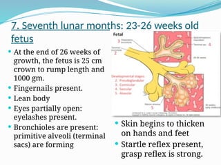 7. Seventh lunar months: 23-26 weeks old
fetus
 At the end of 26 weeks of
growth, the fetus is 25 cm
crown to rump length and
1000 gm.
 Fingernails present.
 Lean body
 Eyes partially open:
eyelashes present.
 Bronchioles are present:
primitive alveoli (terminal
sacs) are forming
 Skin begins to thicken
on hands and feet
 Startle reflex present,
grasp reflex is strong.
 