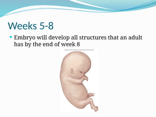 Weeks 5-8
 Embryo will develop all structures that an adult
has by the end of week 8
 