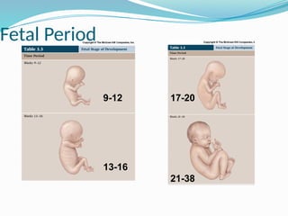 Fetal Period
9-12
13-16
17-20
21-38
 