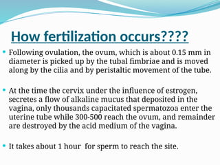 How fertilization occurs????
 Following ovulation, the ovum, which is about 0.15 mm in
diameter is picked up by the tubal fimbriae and is moved
along by the cilia and by peristaltic movement of the tube.
 At the time the cervix under the influence of estrogen,
secretes a flow of alkaline mucus that deposited in the
vagina, only thousands capacitated spermatozoa enter the
uterine tube while 300-500 reach the ovum, and remainder
are destroyed by the acid medium of the vagina.
 It takes about 1 hour for sperm to reach the site.
 