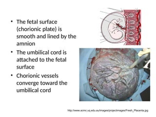 Human Embryology development according to weeks | PPT