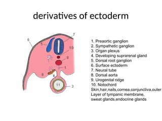 Human Embryology development according to weeks | PPT