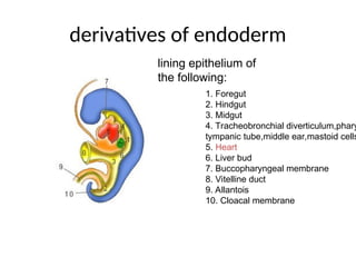 Human Embryology development according to weeks | PPT