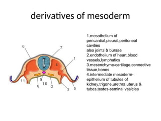 Human Embryology development according to weeks | PPT