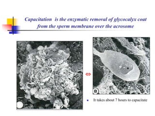Capacitation is the enzymatic removal of glycocalyx coat 
from the sperm membrane over the acrosome 
 
 It takes about 7 hours to capacitate 
 