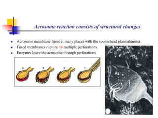 Acrosome reaction consists of structural changes 
 Acrosome membrane fuses at many places with the sperm head plasmalemma 
 Fused membranes rupture  multiple perforations 
 Enzymes leave the acrosome through perforations 
 