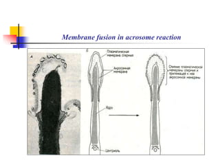 Membrane fusion in acrosome reaction 
 
