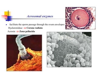 Acrosomal enzymes 
 facilitate the sperm passage through the ovum envelopes 
Hyaluronidase  Corona radiata 
Acrosin  Zona pellucida 
 