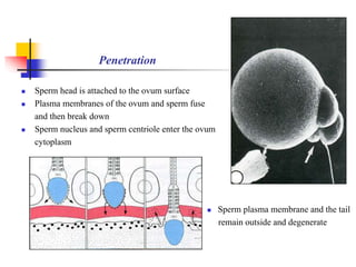 Penetration 
 Sperm head is attached to the ovum surface 
 Plasma membranes of the ovum and sperm fuse 
and then break down 
 Sperm nucleus and sperm centriole enter the ovum 
cytoplasm 
 Sperm plasma membrane and the tail 
remain outside and degenerate 
 