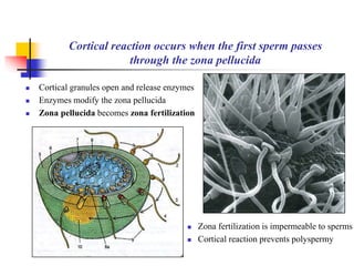 Cortical reaction occurs when the first sperm passes 
through the zona pellucida 
 Cortical granules open and release enzymes 
 Enzymes modify the zona pellucida 
 Zona pellucida becomes zona fertilization 
 Zona fertilization is impermeable to sperms 
 Cortical reaction prevents polyspermy 
 