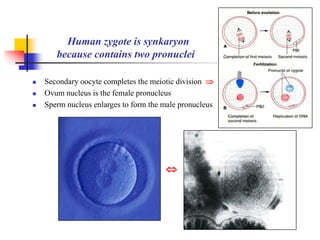 Human zygote is synkaryon 
because contains two pronuclei 
 Secondary oocyte completes the meiotic division  
 Ovum nucleus is the female pronucleus 
 Sperm nucleus enlarges to form the male pronucleus 
 
 